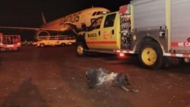صورة مصر تُدين حادث استهداف مطار أبها السعودي