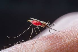صورة الملاريا..أنواعها وماهى أعراضها