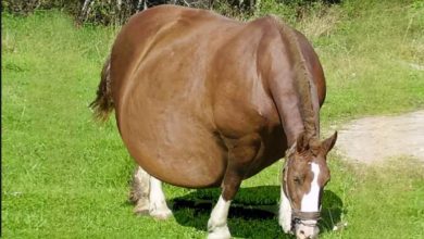 صورة حصان يرفض الولادة ، وعندما اكتشـف البيطري السبب عن طريق الموجات فوق الصوتيه اتصل بالشـ.ـرطـ.ـة