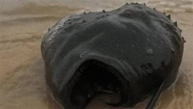 صورة سمكة غريبة تظهر في شواطئ إسكندرية