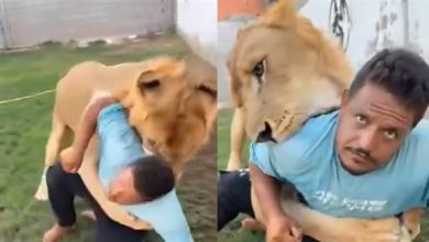 صورة فيديو: ليبي يطلق أسـد على على عامل مصري!!