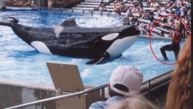 صورة حوت يفترس مدربته أثناء إحدى العروض المائية أمام الحضور!!