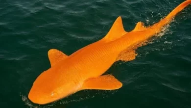 صورة ظهور قرش برتقالي نادر بعينين بيضاوين قبالة سواحل كوستاريكا