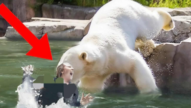 صورة هجوم دببة قطبية على زائرة في حديقة حيوان برلين