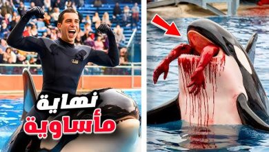 صورة اللحظات الأخيرة للمدرب أليكسيس مارتينيز مع حوت الأوركا كيتو