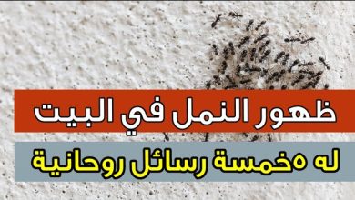 صورة إنتبه: ظهور النـ,ـمل في بيتك له خمسة رسائل روحانية.. تعرف عليها