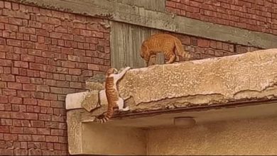 صورة صورة عادية لقطتين، لكن هناك من رآى شيء آخر.. تعرف عليه