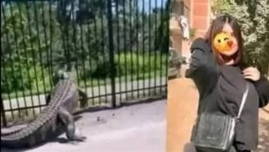 صورة كلمات أخيرة مٌرعـبة لسيدة أسترالية افـترسها تمساح!!!