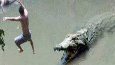 صورة تمساح يـ.ـأكــ.ـل رجل في المياه اثناء محاولته الهـ.ـروب منه!!!