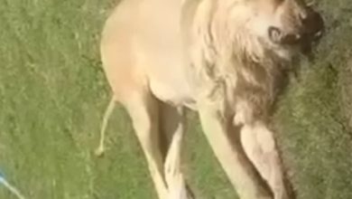 صورة حاډثة اسد مؤسفة في العراق