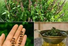 صورة لهذه الأسباب احرص على وجود الريحان في منزلك