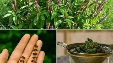 صورة لهذه الأسباب احرص على وجود الريحان في منزلك