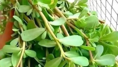 صورة فوائد مذهلة لنبات الرجلة.. لكنه ممنوع في حالتين