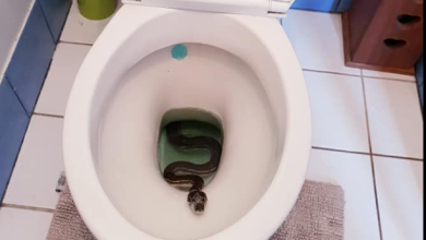 صورة مأساة الشرقية.. وفاة الطالبة يارا عادل بلدغة ثعبان قبل دخولها الجامعة