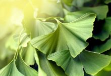 صورة عشبة تقضي على مشكلة النسيان