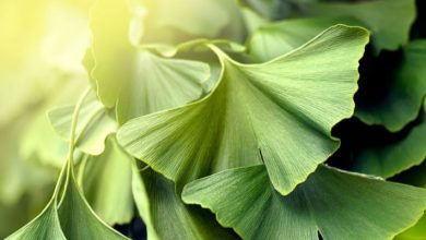 صورة عشبة تقضي على مشكلة النسيان